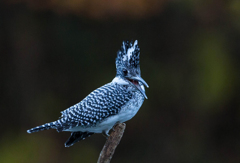 Crested kingfisher 15