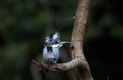 Crested kingfisher 06