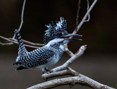 Crested kingfisher 12