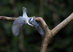 Crested kingfisher 08