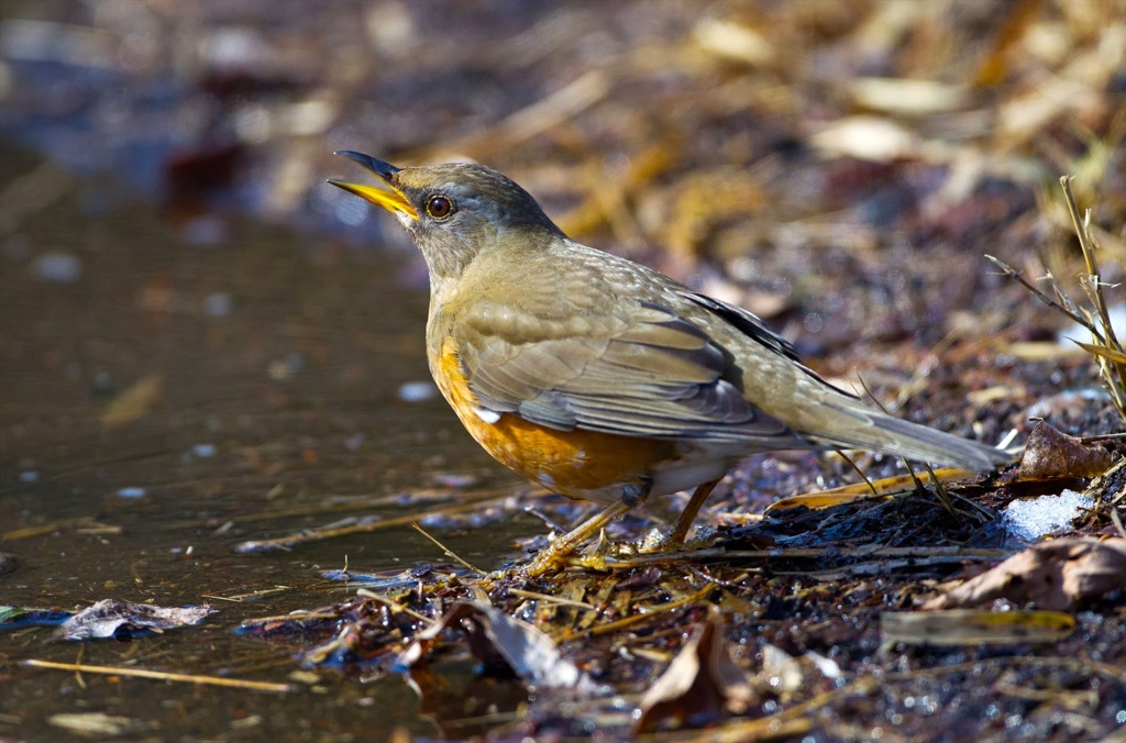 アカハラの水飲み