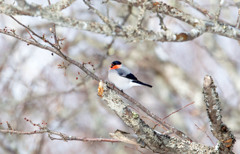 迎春 ウソ 迎春 ウソ