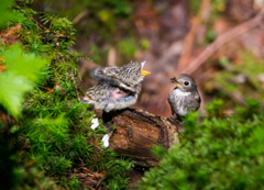 早く～～ちょうだい！