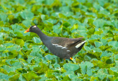 親鳥