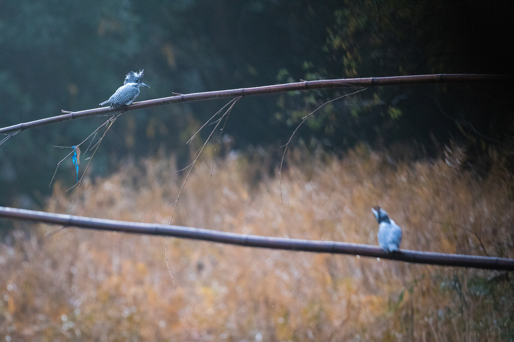 早朝のヤマセミ　03