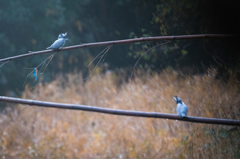 早朝のヤマセミ　03