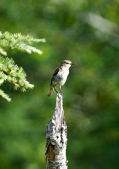 ノビタキ ノビタキ