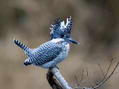 Crested kingfisher 24