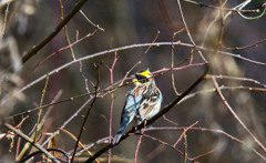 山中で出会ったミヤマホオジロ01