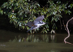 Crested kingfisher 04