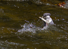Megaceryle lugubris 03