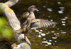 オシドリ♀ オシドリ♀