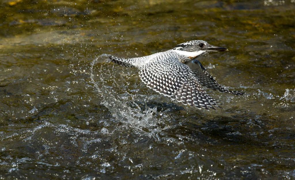 今日のヤマセミ03