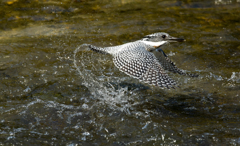 今日のヤマセミ03