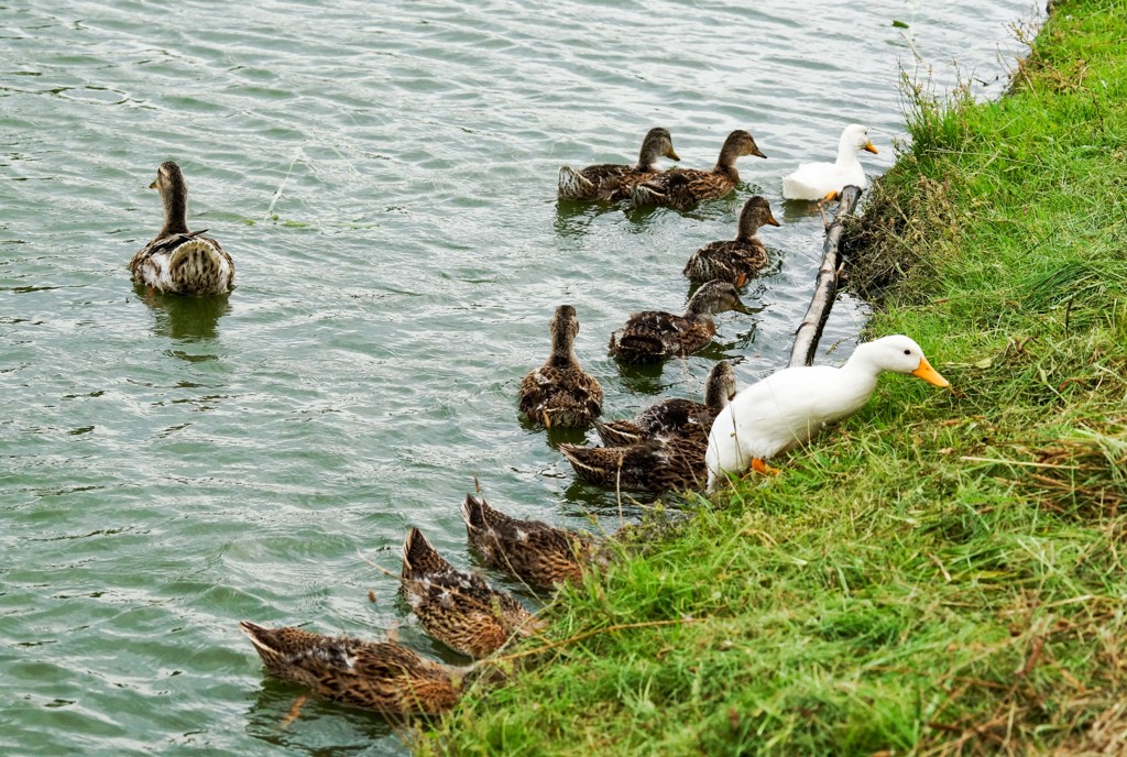 色は違っても兄弟仲良く
