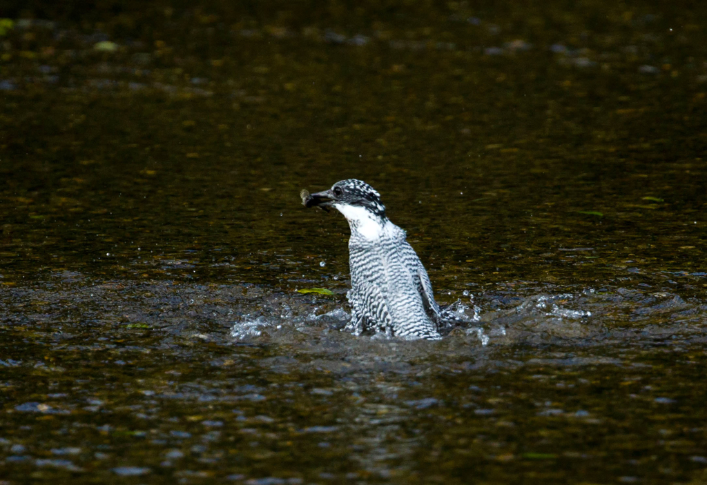 今日のヤマセミ04