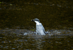 今日のヤマセミ04