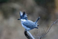 Crested kingfisher 22
