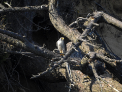 超望遠で100ｍ先のハヤブサ　01