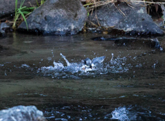 Crested kingfisher 30