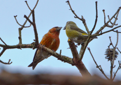 ラブラブイスカ02