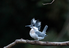 Crested kingfisher 14