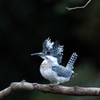 Crested kingfisher 14