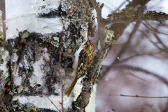 迎春 キバシリ 迎春 キバシリ