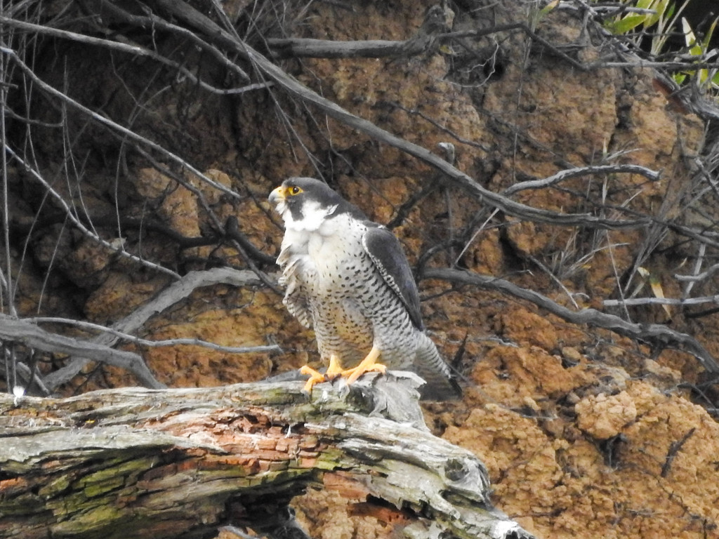 超望遠で100ｍ先のハヤブサ　04