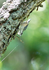 ゴジュウカラ ゴジュウカラ