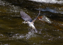 Megaceryle lugubris 04