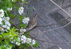 オオヨシキリ