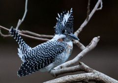 Crested kingfisher 16
