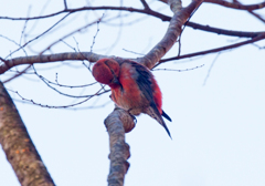 イスカ04 イスカ04