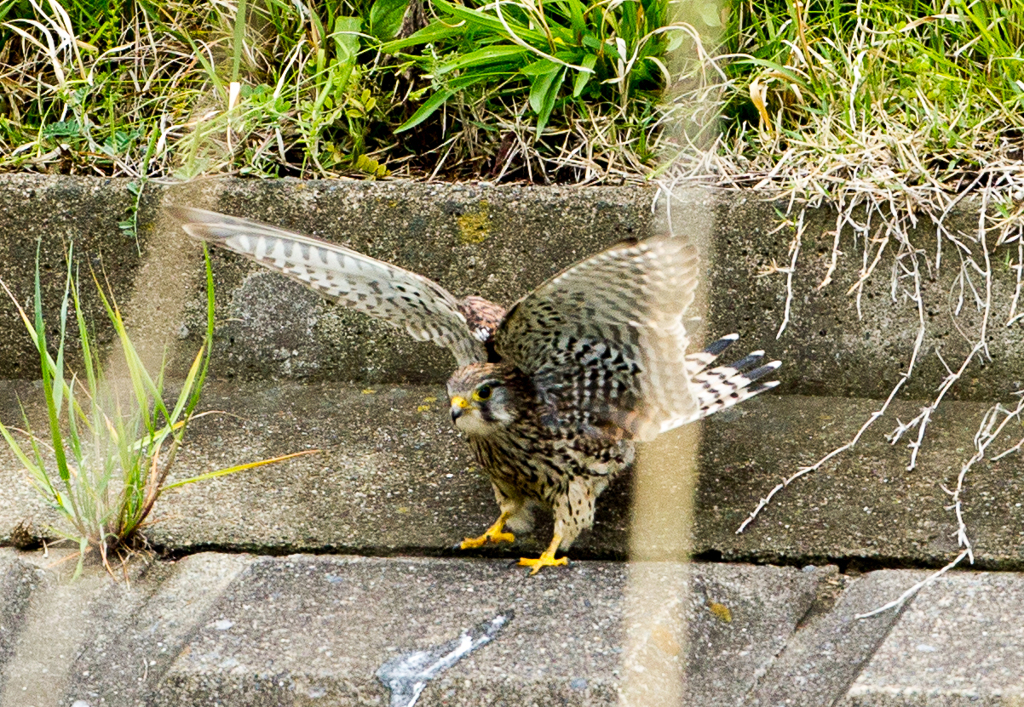 雌です