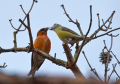 ラブラブイスカ01