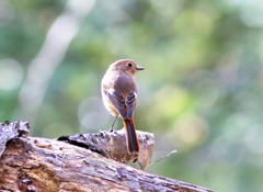 ISO1600 試し撮り03