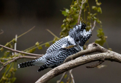 Crested kingfisher 10