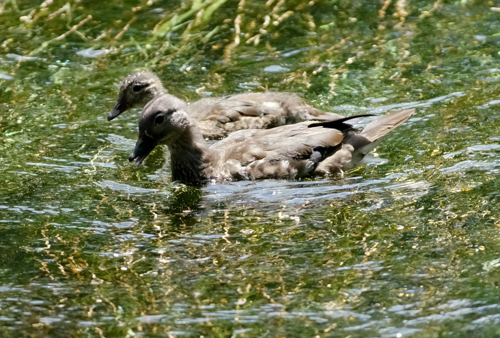 おしどり幼鳥
