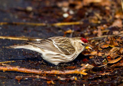 ベニヒワ ベニヒワ