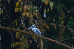 早朝のヤマセミ　04