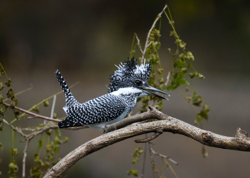 Crested kingfisher 09