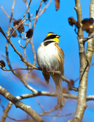 ミヤマホオジロ