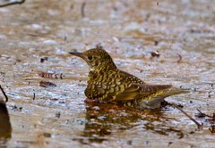 トラツグミ　水浴び02