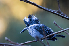 Crested kingfisher 23
