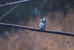 早朝のヤマセミ　01