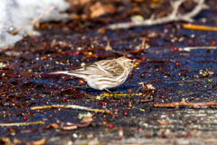 ベニヒワ ベニヒワ