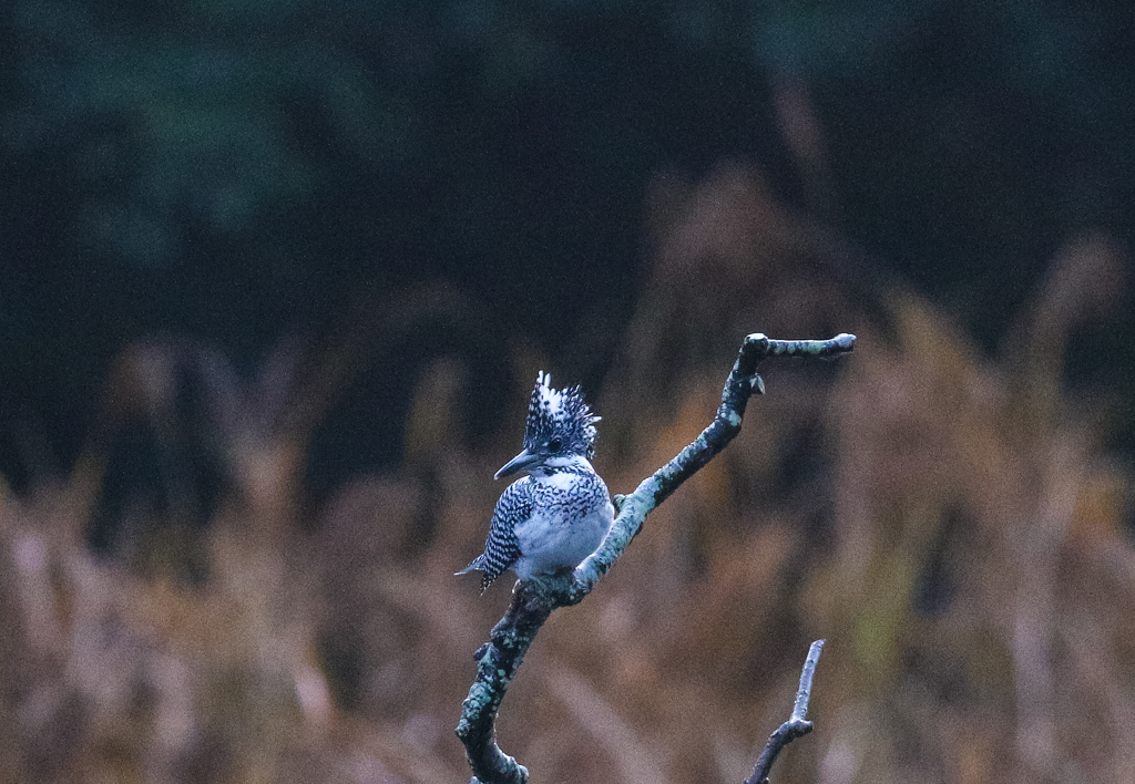 早朝のヤマセミ　02