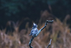 早朝のヤマセミ　02