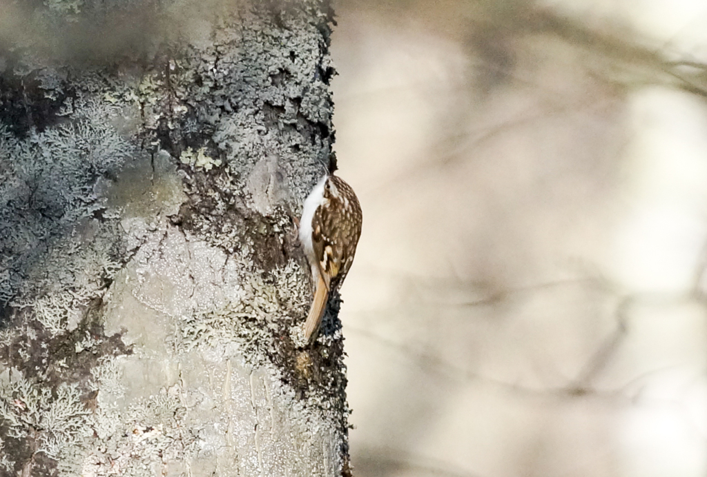 小っちゃい奴　キバシリ
